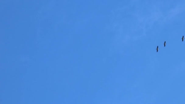 Σμήνη Γερανών Που Πετούν Σχηματισμό Για Εξοικονομήσουν Ενέργεια Φόντο Γαλάζιο — Αρχείο Βίντεο