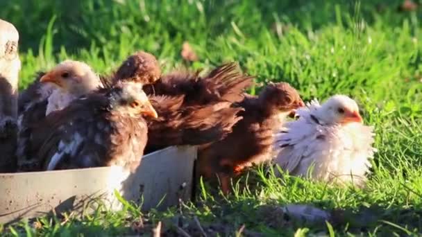 Kura Matka Małym Kurczaczkiem Gospodarstwie Ekologicznym Żyje Jako Kurczak Chowu — Wideo stockowe