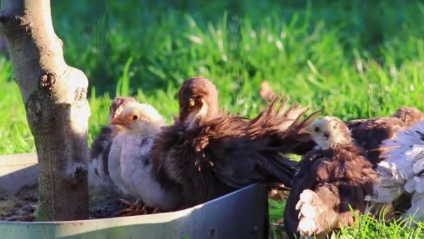 在有机农场养小鸡的母鸡妈妈就像农场养家禽的家禽一样 在有机农田里生活着自由放养的小鸡 为新生小鸡生养牲畜 就像农场养的家禽一样 — 图库视频影像