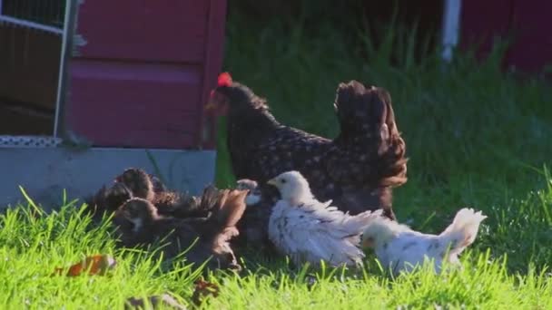 有機農場に小さな赤ちゃん鶏を持つ母親は 鶏の赤ちゃんのための母親の家畜と養鶏のための有機農地で鶏の無料の範囲の鶏を鶏に隠します国内の鳥として — ストック動画