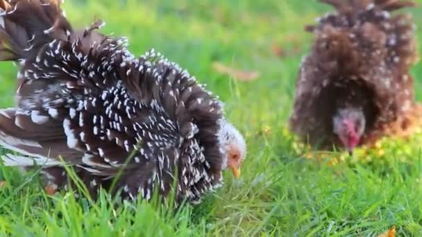 Free Range Chicken Farm Organic Poultry Happy Chicken Husbandry Shows — Stock Video