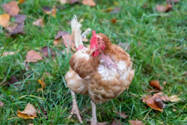 Organik çiftlikteki tavuklara hayvan yetiştiriciliğinde kötü davranıldı ve tavuk kümesindeki çizikler ve kavgalar sonrası hastalık ve tüyler yüzünden hastalandılar.