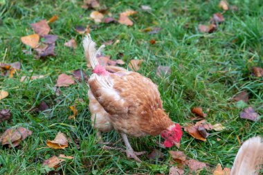 Organik çiftlikteki tavuklara hayvan yetiştiriciliğinde kötü davranıldı ve tavuk kümesindeki çizikler ve kavgalar sonrası hastalık ve tüyler yüzünden hastalandılar.