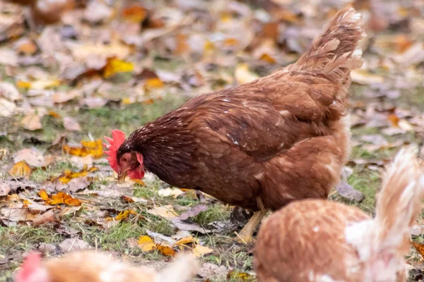 Serbest çalışan tavukları olan organik tavuk çiftliği, yüksek kaliteli et yemek için canlı canlı hayvanlarla sağlıklı çiftlik hayvanları ve tavuk yetiştiriciliği gösteriyor.