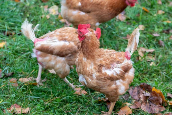 Frigående Kyckling Ekologisk Gård Behandlades Illa Boskapsuppfödning Och Sjuk Sjukdomar — Stockfoto