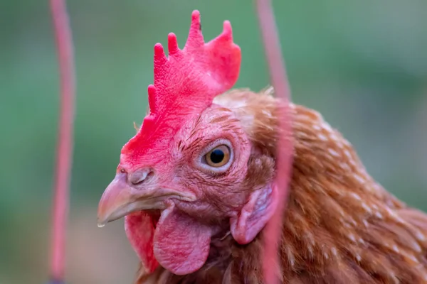 Rött Huvud Höna Makro Huvud Skott Visa Detaljer Kyckling Näbb — Stockfoto