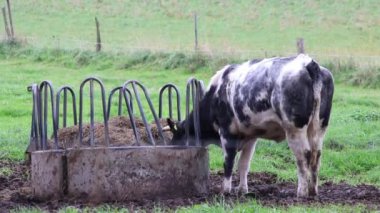 İnek otlatmak ve organik sığır çiftliğinde tarım arazilerinde durmak kırsal ekonomide organik et üretimi ve organik süt endüstrisi ve süt üretimi için otlakta bulunan çiftlik hayvanları gibi.