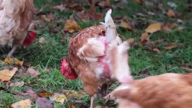 Ücretsiz tavuk çiftliği ve stok üretimi, kuş tüyü hastalıkları ve türlerin uygunsuz çiftçilik sorunlarında sağlıksız kümes hayvanları hastalıkları gibi kötü koşullar gösteriyor.