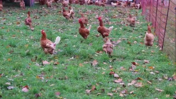 Špatné Zacházení Kuřaty Farmě Chovu Kuřat Volném Výběhu Vykazuje Špatné — Stock video