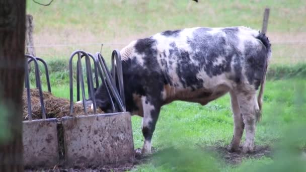 Eating Cow Grazing Standing Farmland Organic Cattle Husbandry Organic Beef — Stock Video