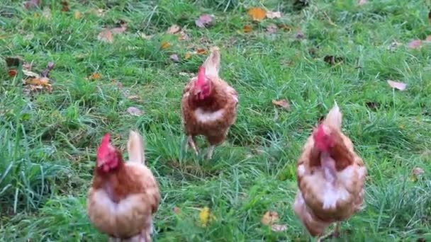 Εκμετάλλευση Κοτόπουλων Ελεύθερης Βοσκής Βιολογικά Πουλερικά Και Ευτυχισμένη Εκτροφή Κοτόπουλων — Αρχείο Βίντεο