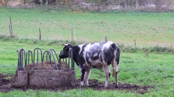Mangiare Vacca Pascolo Piedi Terreni Agricoli Allevamento Biologico Bovini Come — Video Stock