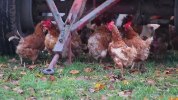 Freilandhühnerfarm Mit Bio Geflügel Und Glücklicher Hühnerhaltung Zeigt Glückliche Hühner — Stockvideo