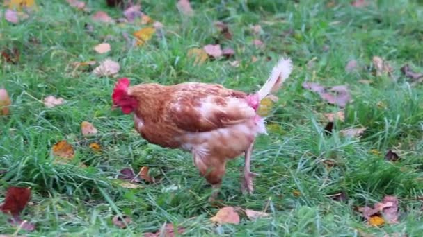Misshandelte Hühner Freilandhaltung Und Viehzucht Zeigen Schlechte Bedingungen Form Fehlender — Stockvideo