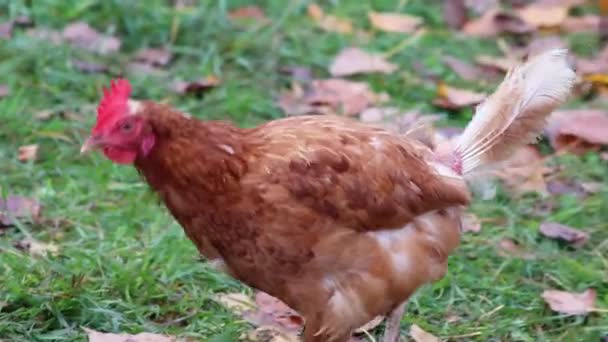 Ayam Liar Peternakan Ayam Kisaran Bebas Dan Peternakan Ternak Menunjukkan — Stok Video