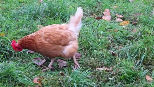 Organik Kümes Hayvanları Mutlu Tavuk Çiftliği Ile Serbest Tavuk Çiftliği — Stok video