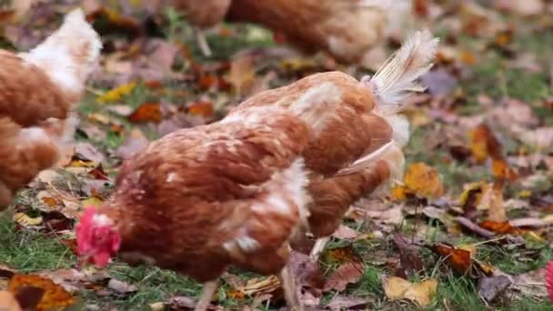 Misshandelte Hühner Freilandhaltung Und Viehzucht Zeigen Schlechte Bedingungen Form Fehlender — Stockvideo