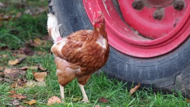 フリーレンジチキンファームと株式育種における間違った鶏は 種の不適切な農業問題における不健康な鶏の羽病や病気が欠けている形で悪い条件を示しています — ストック動画