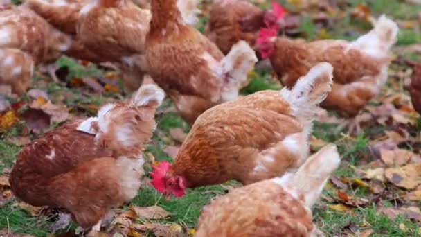 自由放养鸡场和畜禽饲养场中的误食鸡表现出了不良的情况 表现为在各种不适宜的养殖问题中 羽毛缺失症和不健康家禽的疾病 — 图库视频影像