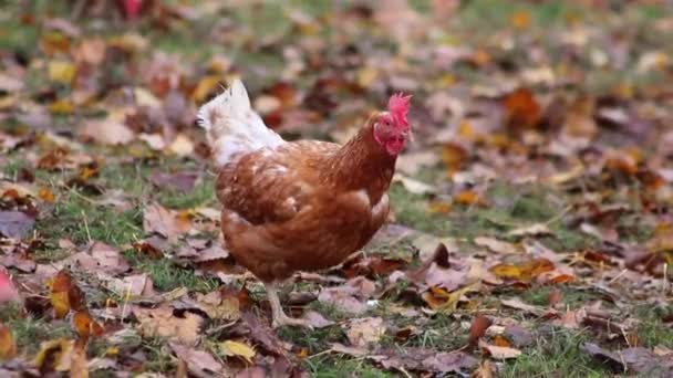 Εκμετάλλευση Κοτόπουλων Ελεύθερης Βοσκής Βιολογικά Πουλερικά Και Ευτυχισμένη Εκτροφή Κοτόπουλων — Αρχείο Βίντεο