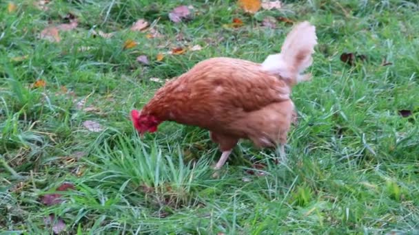 有機鶏や幸せな鶏の飼育と自由範囲の鶏の農場は 国内の家畜種の茶色の羽と赤の頭を持つ緑の牧草地で無料で実行して幸せな鶏を示しています適切な農場 — ストック動画