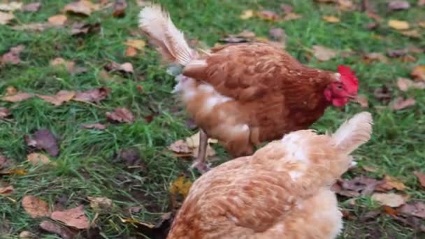 Misshandlad Kyckling Frigående Hönsuppfödning Och Boskapsuppfödning Uppvisar Dåliga Förhållanden Form — Stockvideo