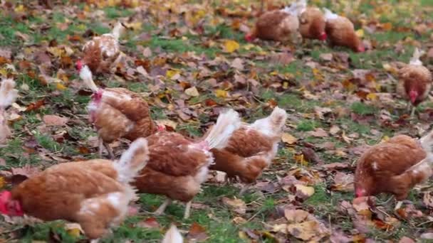 Misshandlad Kyckling Frigående Hönsuppfödning Och Boskapsuppfödning Uppvisar Dåliga Förhållanden Form — Stockvideo