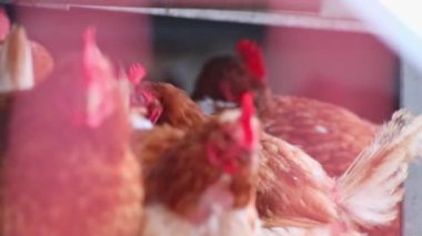 Makro manzaralı tavuk kafasında kırmızı horoz tarağı ve kahverengi tüy ve özenli tavuk gagası var. Mutlu tavuk çiftliği çiftliği çiftliği için organik çiftliği merak ediyorlar.