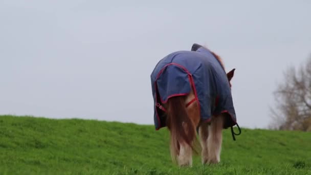 Άλογο Περπάτημα Ειρηνική Ήσυχο Τοπίο Άλογο Ιδιοκτήτη Ειδυλλιακό Μονοπάτι Πόδι — Αρχείο Βίντεο