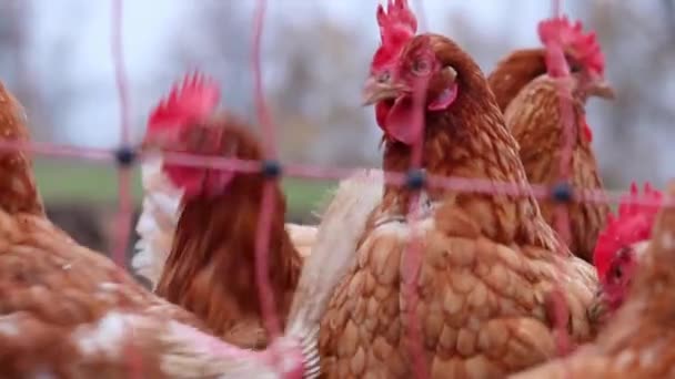 Mishandelde Kippen Een Scharrelkippenbedrijf Veeteelt Vertonen Slechte Omstandigheden Vorm Van — Stockvideo