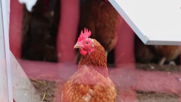 Pollo Maltratado Criadero Aves Corral Crianza Ganado Muestra Malas Condiciones — Vídeos de Stock