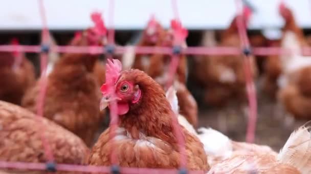 Źle Potraktowany Kurczak Hodowli Kurcząt Wolnym Wybiegu Hodowli Stad Wykazuje — Wideo stockowe