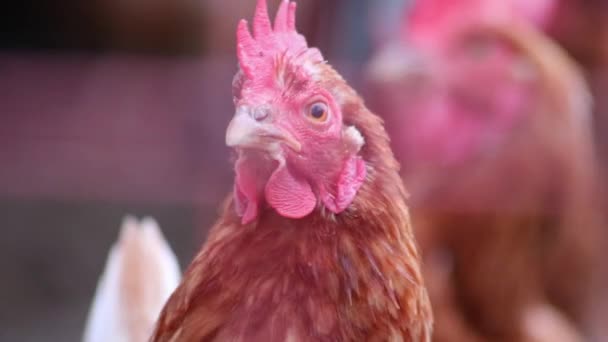 近くのマクロビューで編頭は幸せな鶏の農業の飼育のための無料の範囲の農場で有機農場で好奇心を持って見て気配りの鶏のくちばしと赤のゴキブリと茶色の羽を示しています — ストック動画