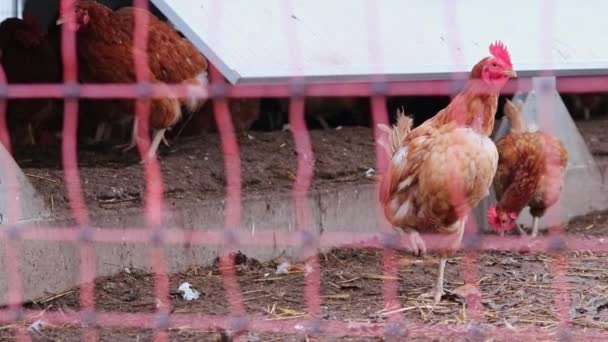 Špatné Zacházení Kuřaty Farmě Chovu Kuřat Volném Výběhu Vykazuje Špatné — Stock video