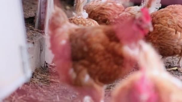 Polli Macello Allevati All Aperto Gli Allevamenti Bestiame Presentano Cattive — Video Stock