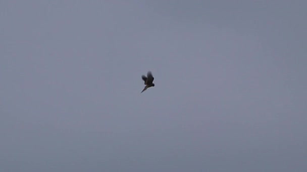 Flying Falcon Hunting Falconidae Shaking Flight Looking Prey Mice Rabbits — ストック動画