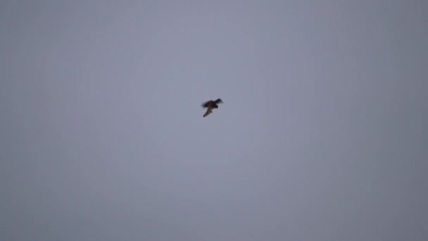 Flying Falcon Hunting Falconidae Shaking Flight Looking Prey Mice Rabbits — 图库视频影像