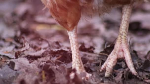 Голова Курицы Крупном Плане Показывает Красный Петух Коричневое Перо Куриным — стоковое видео