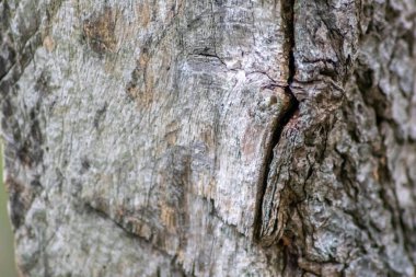 Doğal figür organik ahşap tahıl ağaç kabuğu detaylarını gösterir. Kereste ve kereste endüstrisinde mobilya üretimi için kesilmiş ağaç kabuğu doğal kaynaklı yenilenebilir ağaç tohumu.