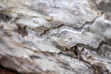 Ağaç kabuğunun altında kabuk böceği vebası izleri böceklerin ve tahrip edici böceklerin ağaç kabuğu istilası olarak kereste endüstrisini veya ağaç endüstrisini tehdit ettiğini gösteriyor.