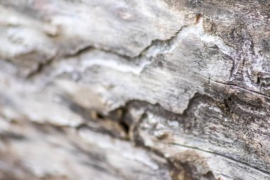 Ağaç kabuğunun altında kabuk böceği vebası izleri böceklerin ve tahrip edici böceklerin ağaç kabuğu istilası olarak kereste endüstrisini veya ağaç endüstrisini tehdit ettiğini gösteriyor.