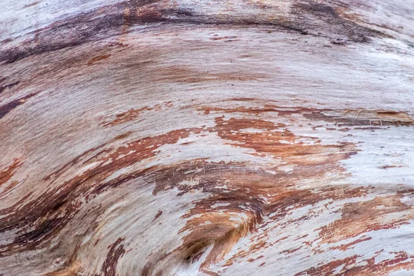 Natural figure organic wood grain shows tree bark details of hardwood surface cut for furniture production in timber and lumber industry as sustainable material renewable resource natural wood grained
