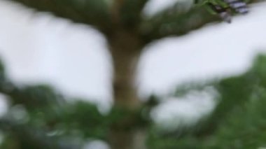 Noel Karavanı 'nın karavan evi baloları ve Noel süslemeleri. Kamp yapmak için Noel arifesi, geleneksel süslemelerle birlikte, geleneksel süslemelerle birlikte, karavan için bir festival arifesi düzenleyin.