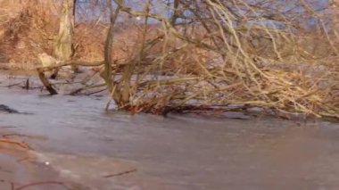 Flooded trees and high tide shore at flooded river bank shows extreme weather after heavy rainfall or rain storms and severe weather causing environmental damages as natural disaster dangerous weather