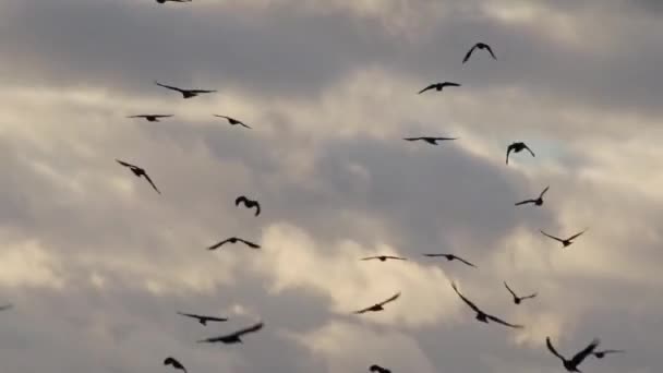 Ravens Flying Cloudy Sky — Stock Video