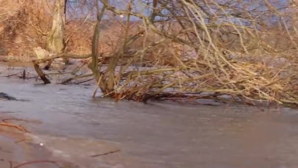 Flooded Trees High Tide Shore Flooded River Bank Shows Extreme — Wideo stockowe
