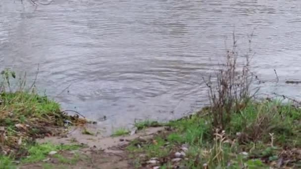Flooded Trees High Tide Shore Flooded River Bank Shows Extreme — Video