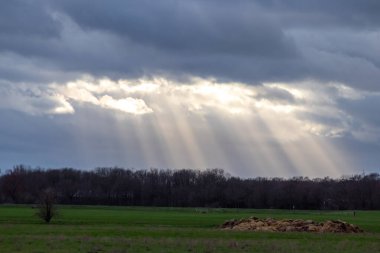 Sunrays through rain clouds shine moody sun beams on a forest and green meadow in rural scenery with dramatic sky and atmospheric mood in evening sky with crepuscular light after storm on rainy day