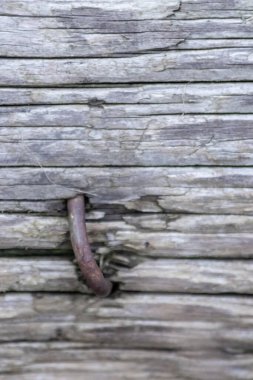 Closeup tree trunk wood surface in the forest with deep cracked bark as natural wooden background as sustainable resource and renewable lumber with fine wood structure details of vintage wood texture