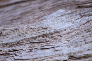 Closeup tree trunk wood surface in the forest with deep cracked bark as natural wooden background as sustainable resource and renewable lumber with fine wood structure details of vintage wood texture